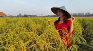 Cara Menanam Padi Yang Baik Dan Menguntungkan 1 Cara Menanam Padi Yang Baik Dan Menguntungkan