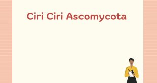 Ciri Ciri Ascomycota