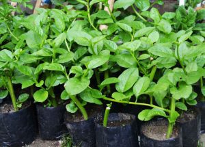 Cara Menanam Bayam