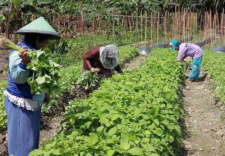 Cara Menanam Bayam Cepat Panen