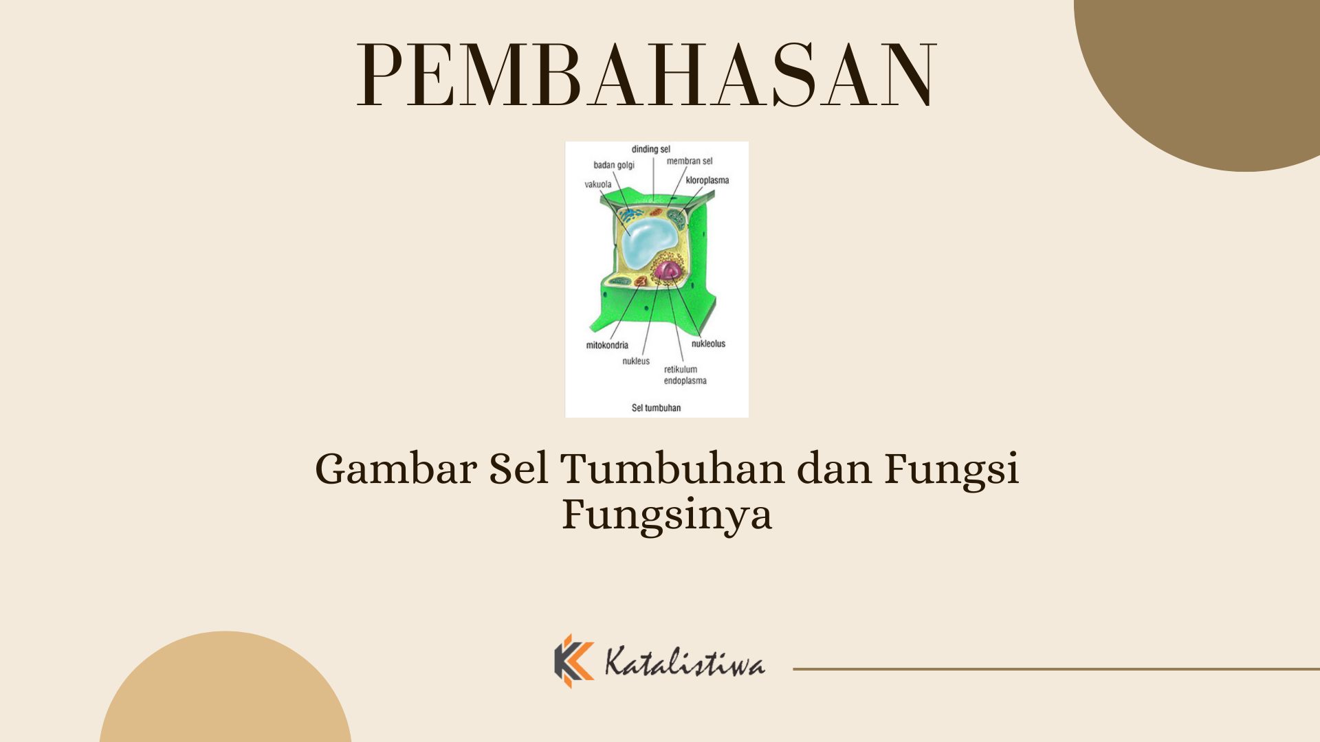 Gambar Sel Tumbuhan dan Fungsi Fungsinya