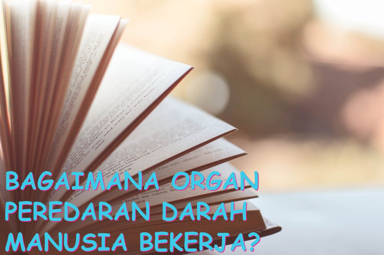 Bagaimana Organ Peredaran Darah Manusia Bekerja?