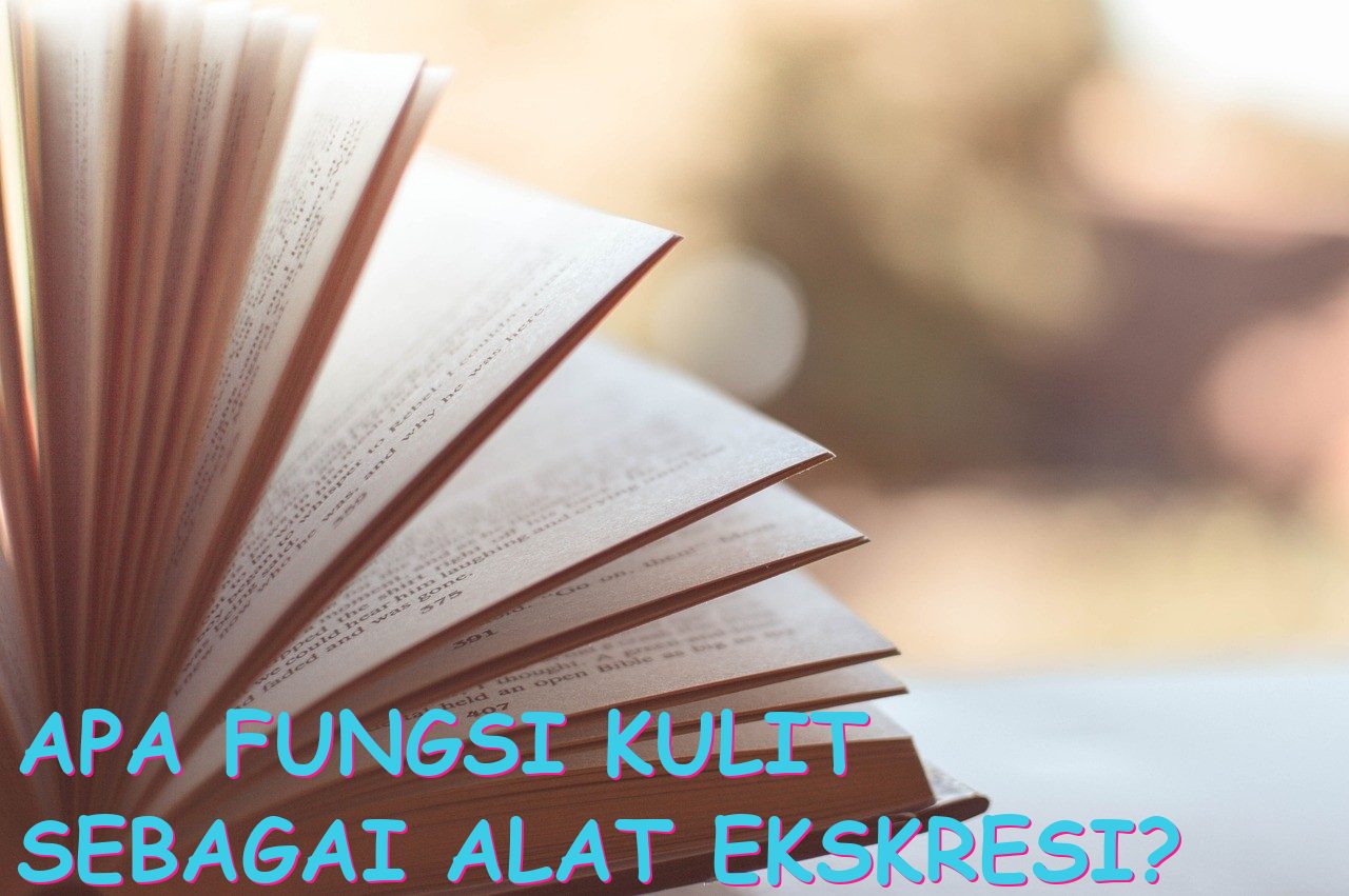 Apa Fungsi Kulit sebagai Alat Ekskresi?