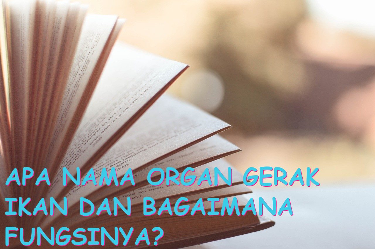 Apa Nama Organ Gerak Ikan dan Bagaimana Fungsinya?