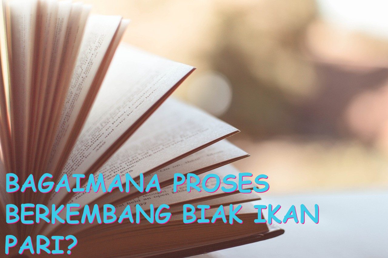Bagaimana Proses Berkembang Biak Ikan Pari?