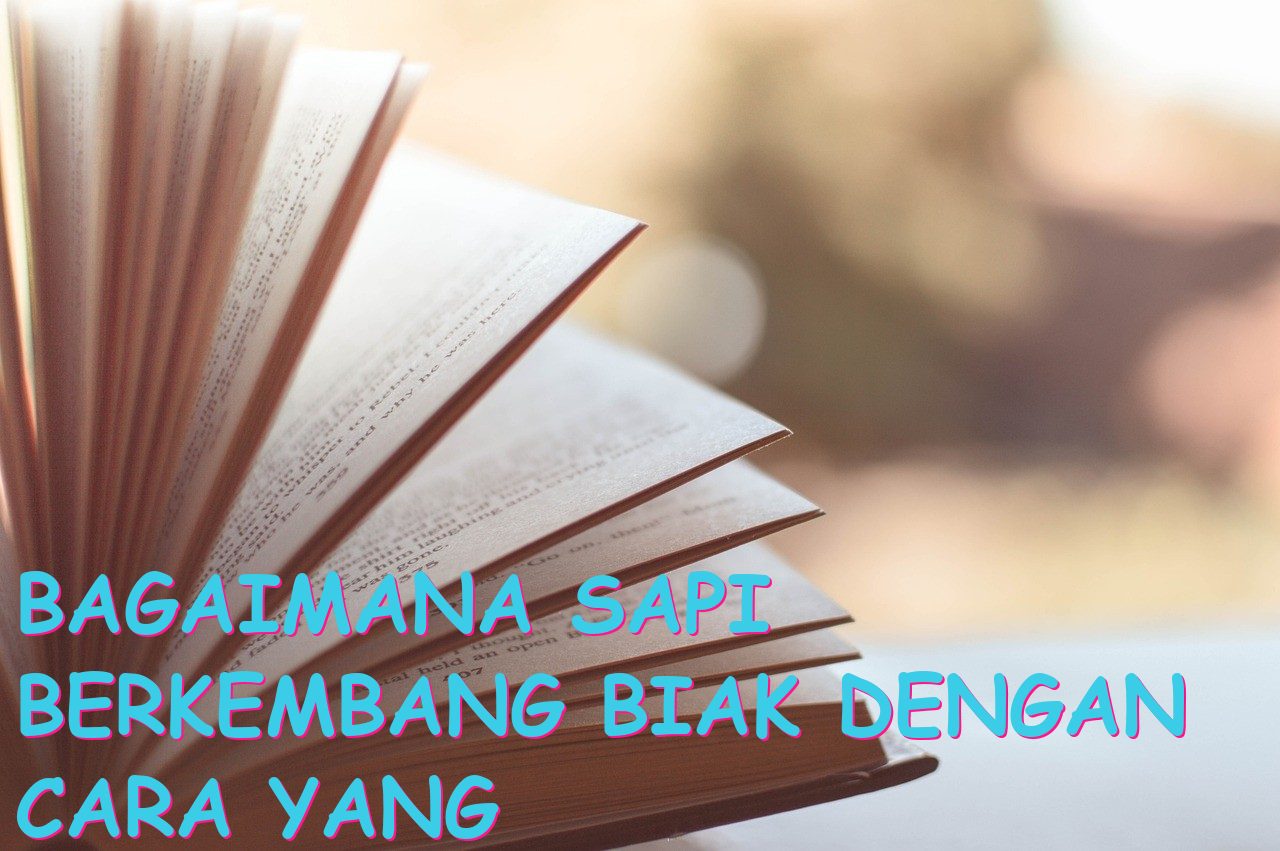 Bagaimana Sapi Berkembang Biak dengan Cara yang Unik?