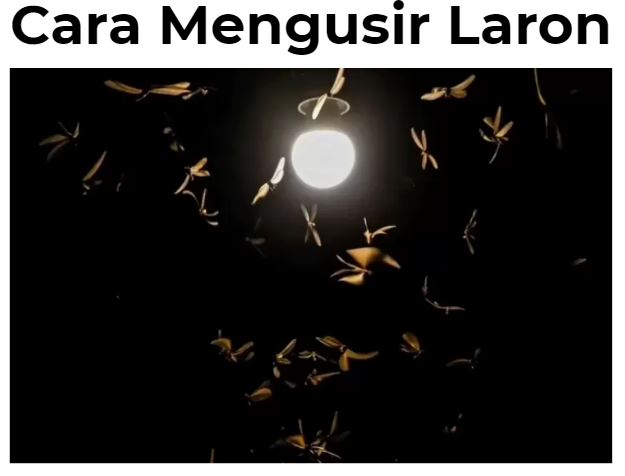 Begini Cara Ampuh Mengusir Laron