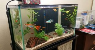 cara Budidaya Ikan Guppy