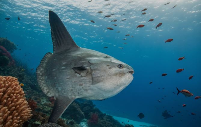 ikan mola mola